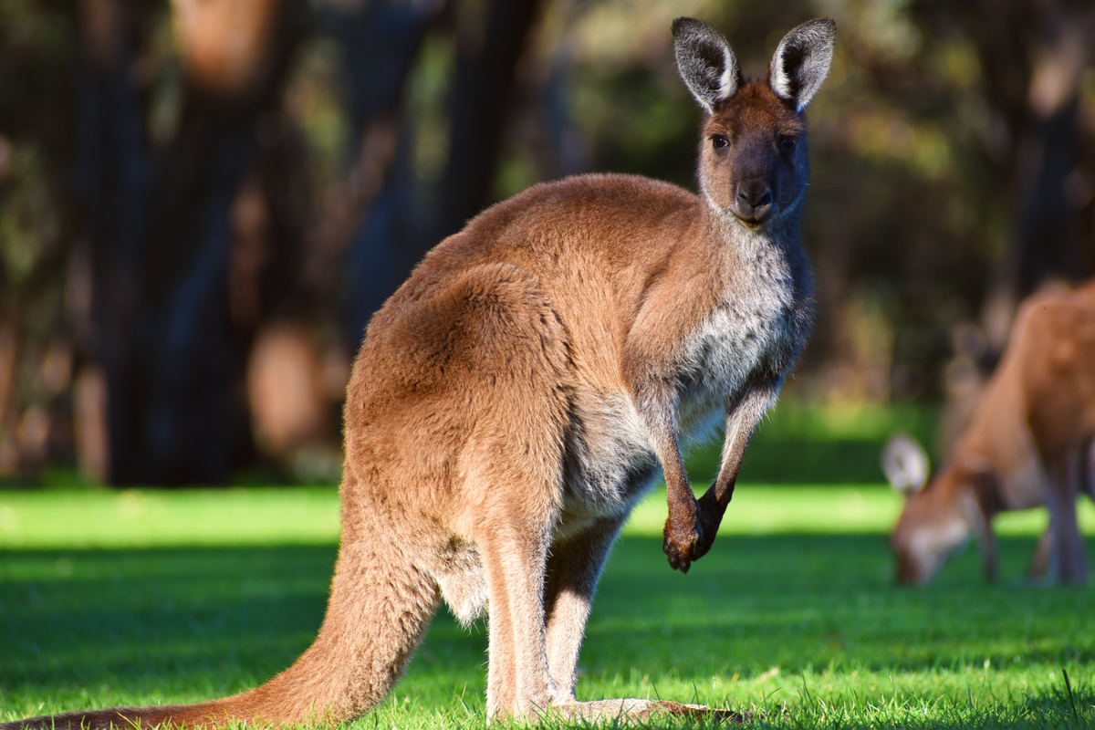 Dusty, a permanent resident red kangaroo