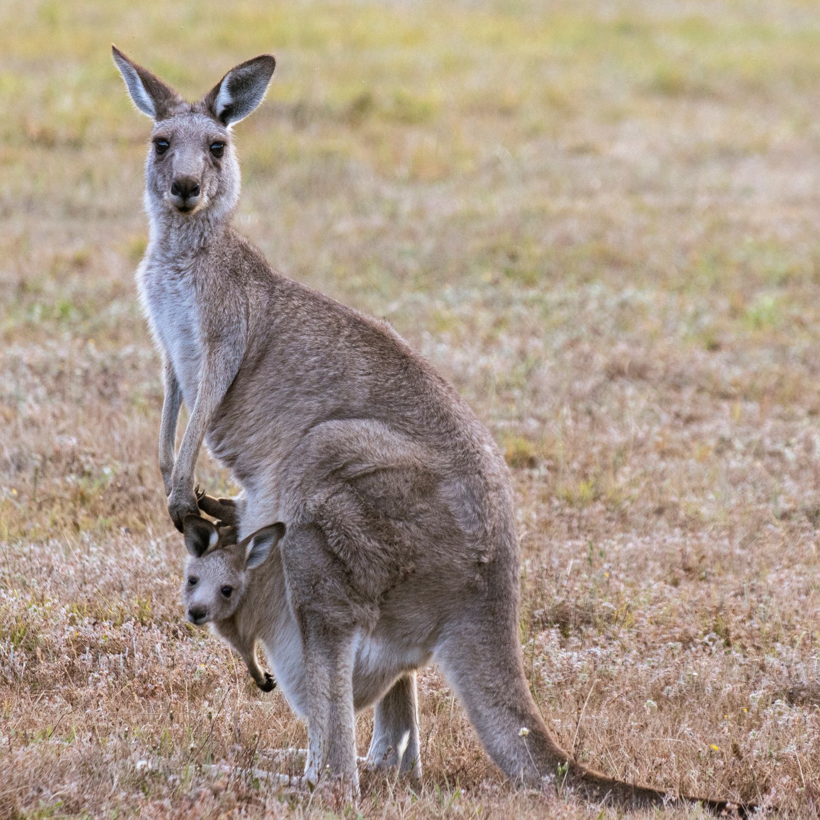 A kangaroo joey safe in a pouch