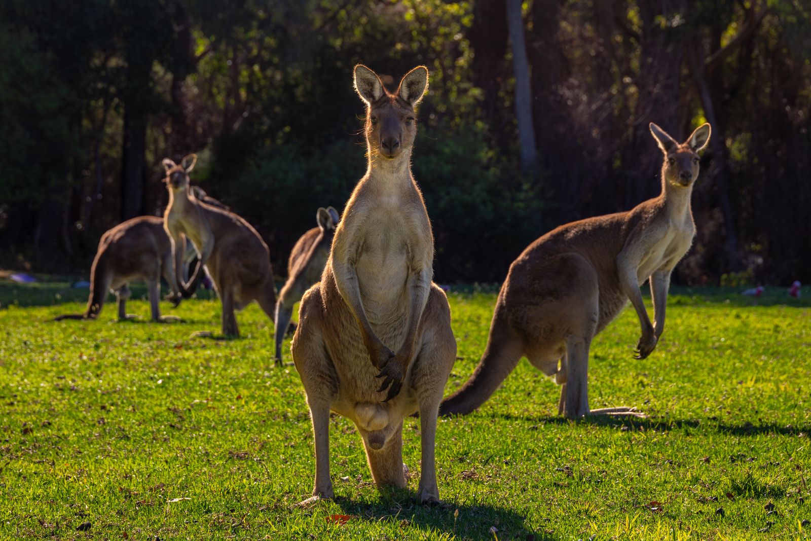 Kangaroos grazing in protected bushland