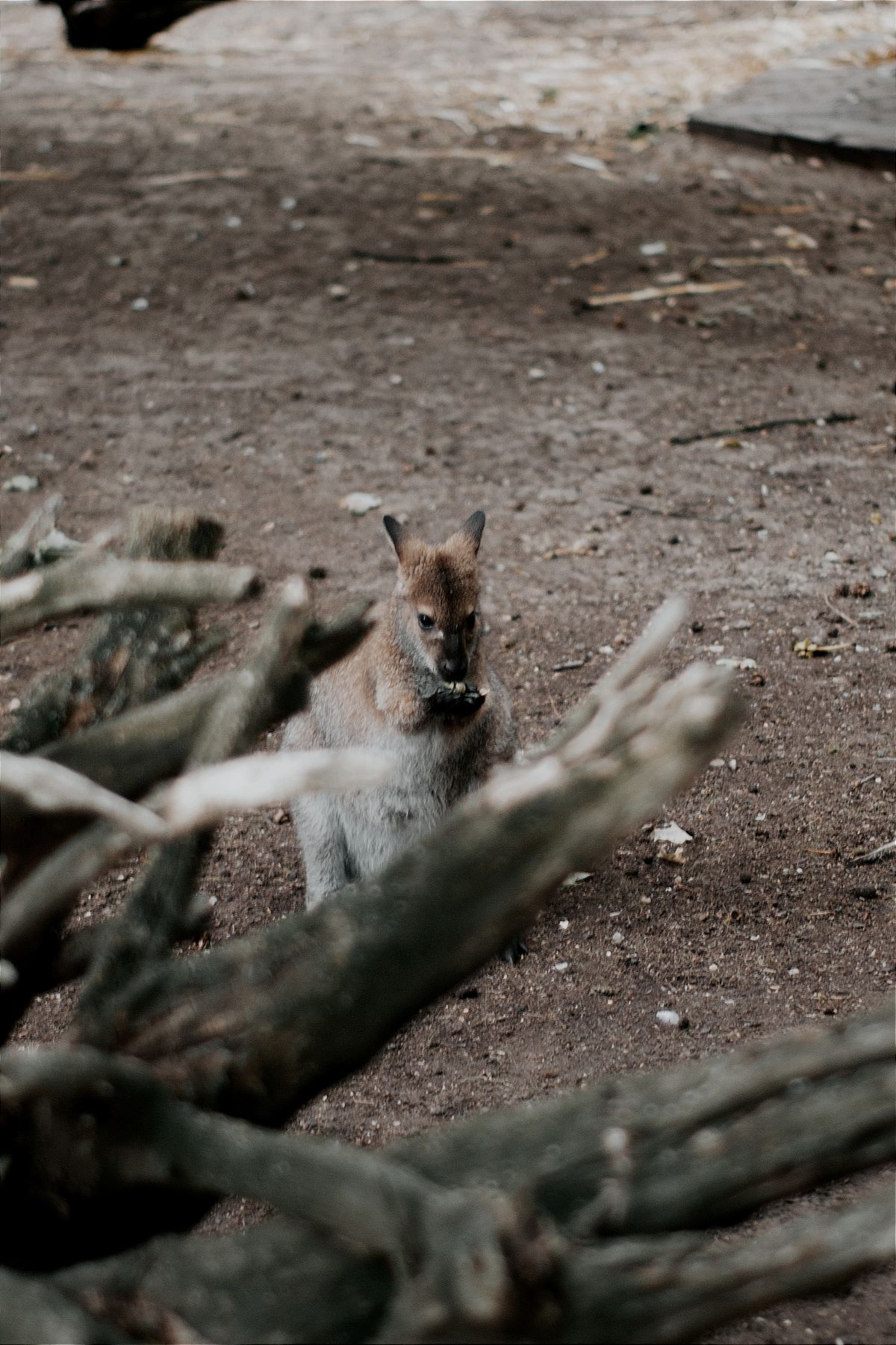 Marlo, a brush-tailed rock wallaby in care