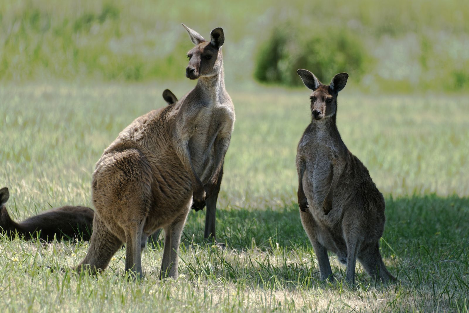 A mob of kangaroos grazing in open grassland