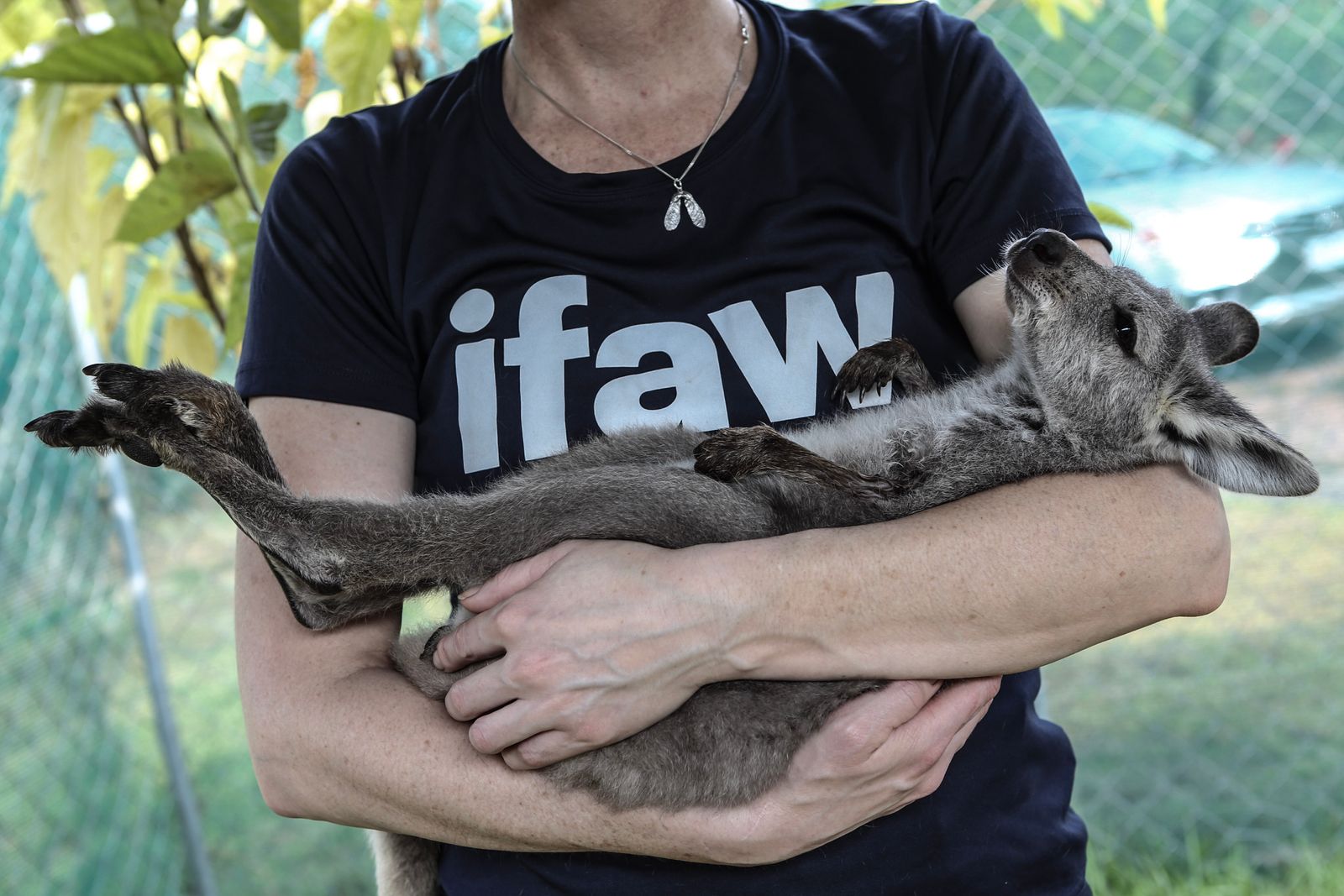 A volunteer carer carrying a rescued wallaby joey